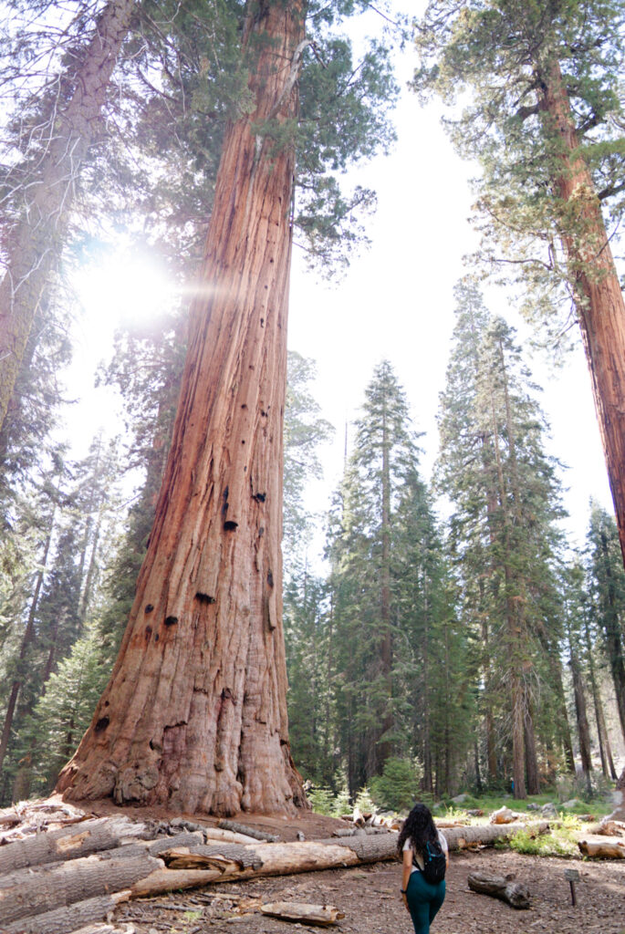 Big Trees Trail, Tunnel Log, General Sherman, Moro Rock