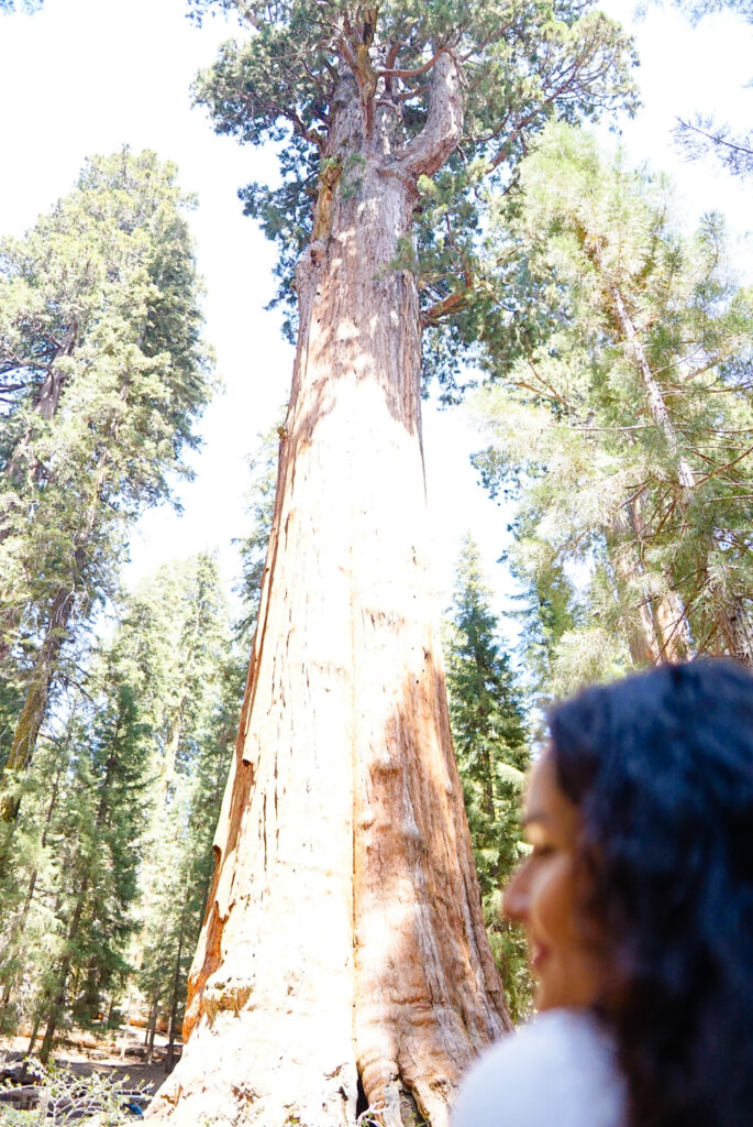 General Sherman Tree, Moro Rock, Tunnel Log, Moro Rock